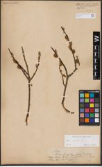 Foto von Salix aurita L.